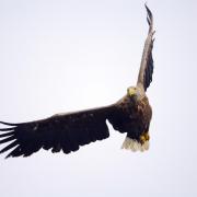 White-Tailed Sea Eagles are the UK's largest bird of prey