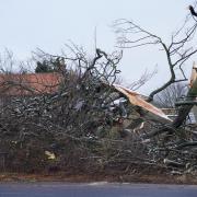 At least 4000 hectares of woodland were affected by Storm Arwen, amounting to around eight million trees