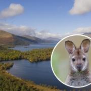 Wallabies have lived on the Loch Lomond island of Inchconnachan since the 1940s