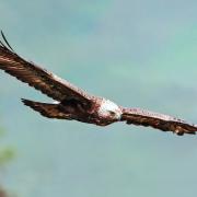 Golden eagles are a protected species in Scotland