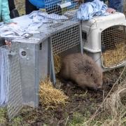 A beaver being released after relocation