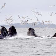 Humpback whales are among those that make their way to the oceans around Scotland – and are pictured in coastal waters around British Colombia, Canada. Photograph: WWF-Canada/Chad Graham