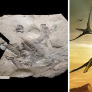The fossil of the pterosaur was found on Skye, around 160 million years after it was alive. Pictures: Gregory Funston and  Natalia Jagielska