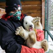 It's a boy! Zookeepers gave the young polar bear cub a health check. Photos: RZSS