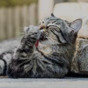 Cat owners issued 'fatal' safety warning concerning their pets this weekend. (Cats Protection)