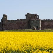 Scottish rapeseed oil could be the solution to our ever-increasing supply issues as the war in Ukraine rages on