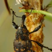 The pine weevil, which destroys conifer trees, is found in all parts of Scotland, northern Europe, Turkey, China, and Japan.