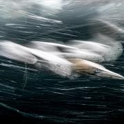 Henley Spiers took this shot of a gannet seconds after it dived off the Shetland Islands