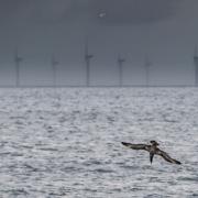 Scotland's seabird population has almost halved in the past four decades