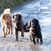 A Holyrood committee is asking for the public's input on how to improve dog welfare
