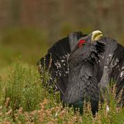 Studies show that capercaillie birds may miss out on 40 per cent of suitable habitats due to human disturbance