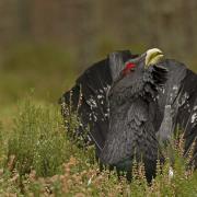 The capercaillie is at real risk of extinction in the UK, with only 542 of the birds estimated to be left in Scotland