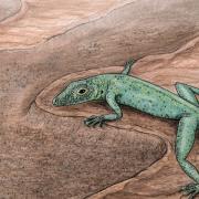 The remains of the 6cm-long creature, which lived during the age of dinosaurs, was discovered on the Isle of Skye in 2016