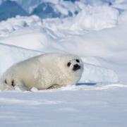 St Andrews scientist who worked on Frozen Planet II with David Attenborough says the time to act over climate change is now