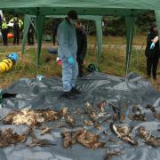 Dozens of birds of prey were illegally shot, poisoned or trapped in the UK last year, conservationists have said