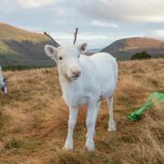 The white reindeer calves are preparing to spread some festive cheer