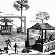 Slave labour on a sugar plantation in the West Indies