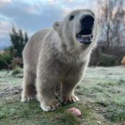 Brodie is the UK's only polar bear cub