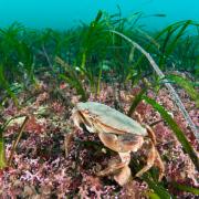 Maerl and Sea grass beds in the Orkney Isles
