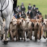 The bill will set a two-dog limit for all use of dogs in hunting