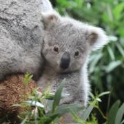 One of the koala joeys which was born at Edinburgh Zoo last year