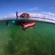 A snorkeler swims over the seagrass meadows in Loch Craignish