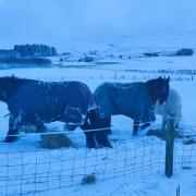 Horses were needing to be kept warm on Uig, Skye