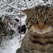 Scottish Wildcats Ordie and Ruthven