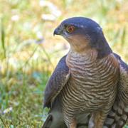 A sparrowhawk was killed by a gamekeeper employed by the Moy Estate