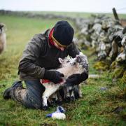 Scotch Lamb is prized internationally, but how do tree-planting incentives supporting this sector?