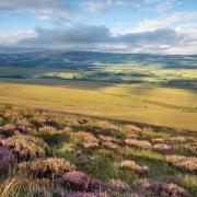 Langholm Moor shows the potential for land reform initiatives in Scotland, say campaigners