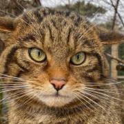 Wildcats are to be released back into the Cairngorms this summer