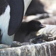 An endangered penguin has hatched at Edinburgh Zoo