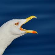 Generic picture of a seagull