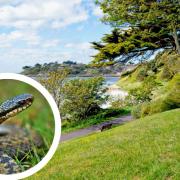 Dog owners are being warned after a pooch passed away following a snake bite in Weymouth.