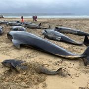 More than 50 pilot whales died during a stranding on the Isle of Lewis in July