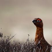 The shooting of red grouse is set to be licenced in Scotland