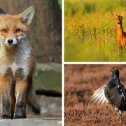 The new BBC series will showcase the best of Scottish wildlife