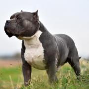 The Scottish Government is banning XL bullies following an influx of the breed into Scotland