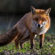 Landowners in Scotland are currently permitted to use snares to control animals such as foxes