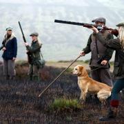 File photograph of a shooting party on a grouse moor