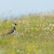 Lapwings are just one of the species set to benefit from the deal