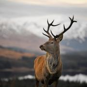 There are always surplus stags, and culling one only means that another will mate instead