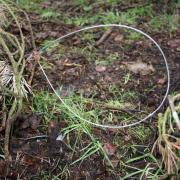 Snares are often used by gamekeepers to protect birds like pheasants, but can lead to slow and painful deaths for trapped animals