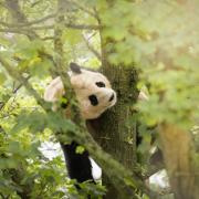 The pandas have been in Scotland for over 10 years