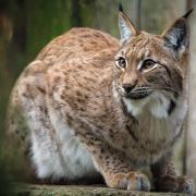 Campaigners want to see lynx reintroduced to the forests of Scotland