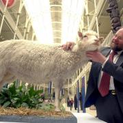 Prof. Ian Wilmut of the Roslin Institute with Dolly the sheep as she takes her place as a permanent exhibit in the Royal Museum of Scotland
