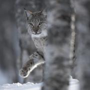 Shy and elusive woodland hunters, Eurasian lynx may be the perfect fit for maintaining biodiversity and healthy living systems in Scotland’s forests