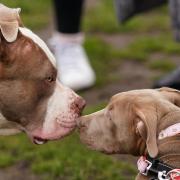 Two XL bully dogs during a protest against the Government's decision to ban the breed