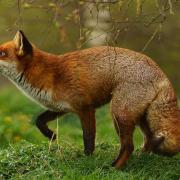 Confirmation that the Scottish Government intends to bring in a full ban comes the day after gamekeepers told MSPs at Holyrood they would be in 'dire straits' if snares are banned